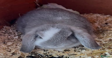 Mini Lop rabbits in Coalville - Advert 9