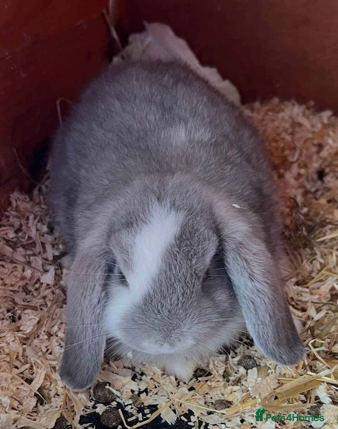 Mini Lop rabbits for sale: NOW RESERVED Stunning Mini lops 8 weeks old in Coalville - Image 2