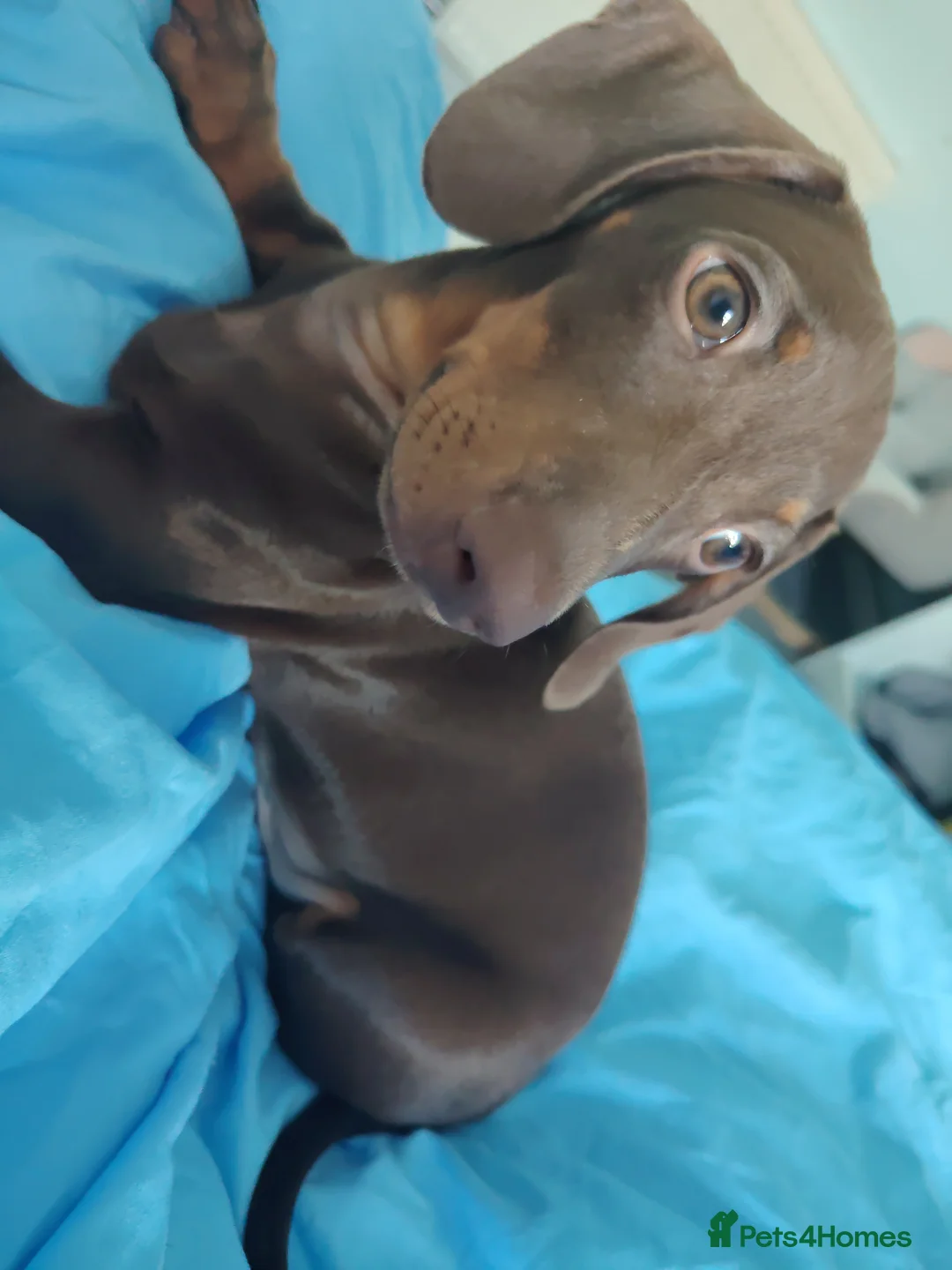 Miniature Dachshund dogs for sale: Miniature Dachshund Boy – KC Registered in Torquay - Advert 1