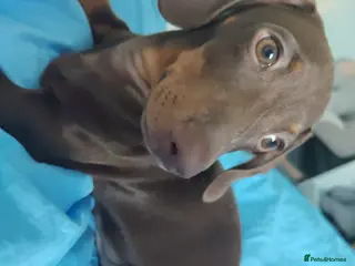 Miniature Dachshund dogs Miniature Dachshund Boy – KC Registered - Advert 4