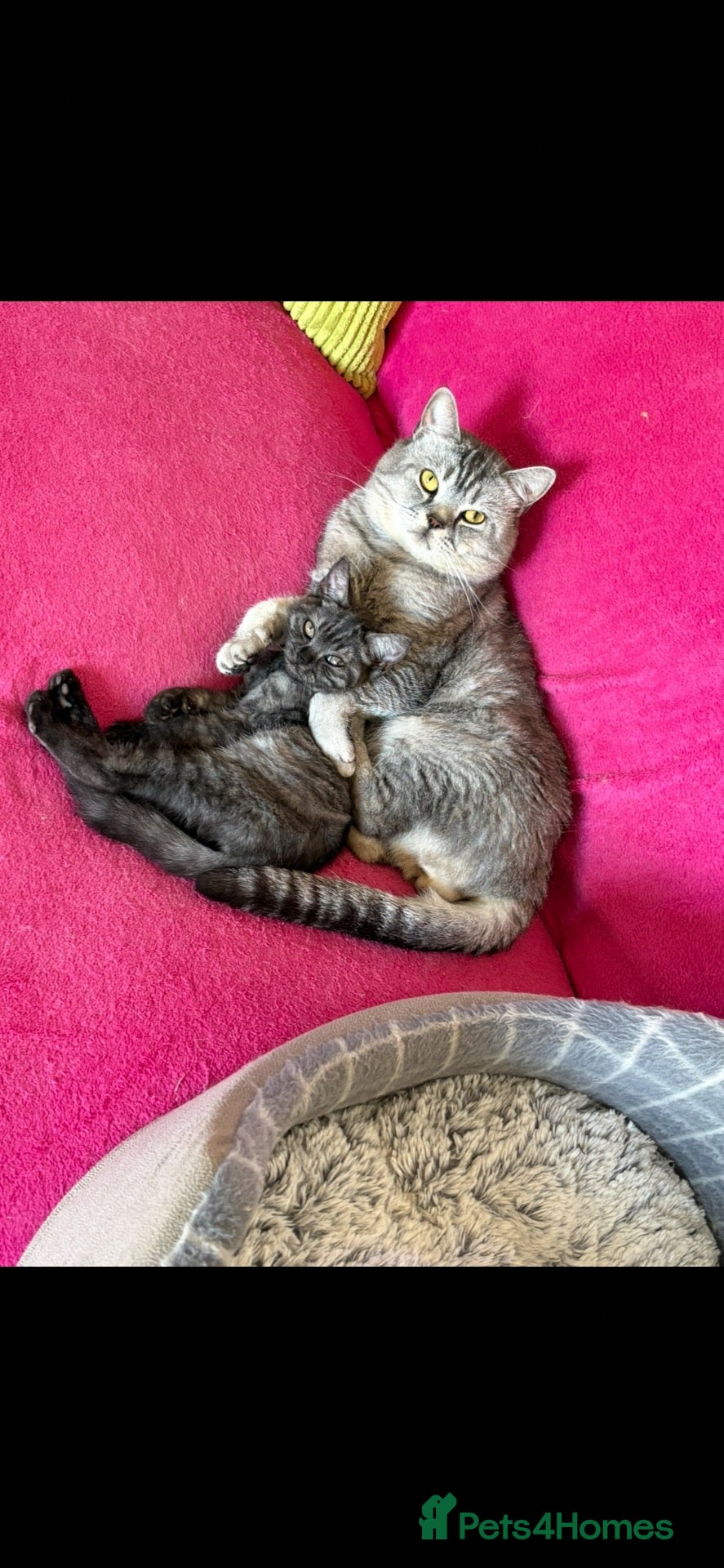 British Shorthair cats British shorthair kitten - Advert 2