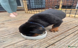 Rottweiler dogs for sale: Rottweiler chunky Puppies *READY TO LEAVE* - Image 10