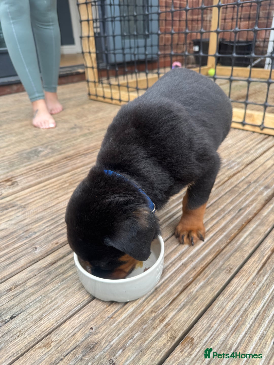 Rottweiler dogs for sale: Rottweiler chunky Puppies *READY TO LEAVE* - Image 10