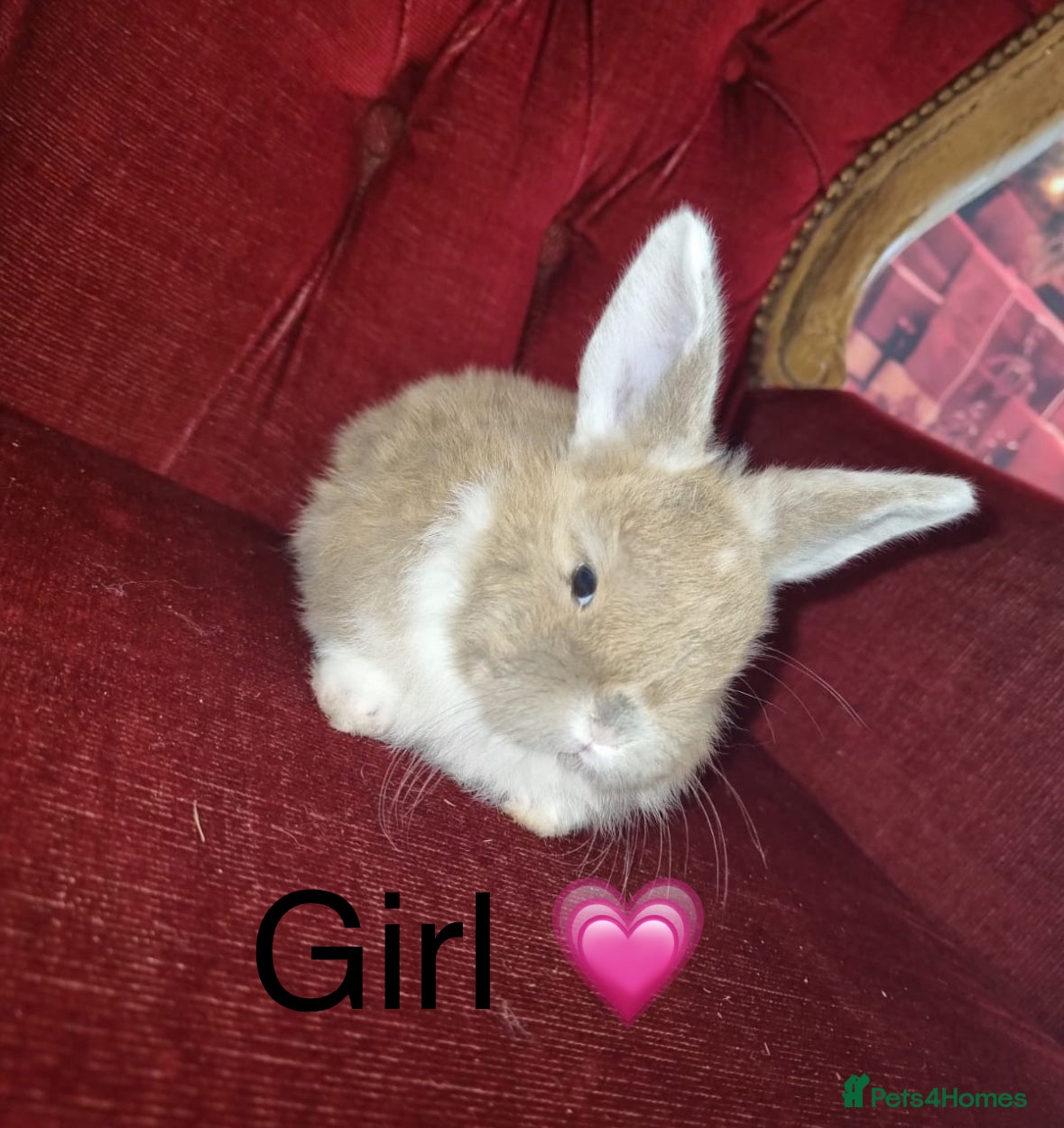 Mini Lop rabbits Full bred Mini lop babies last one!  - Advert 13
