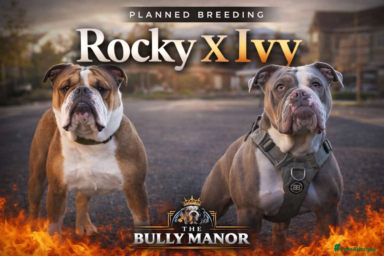 English Bulldog dogs English bulldogs PUPPIES NEBBR REGISTERED - Advert 11