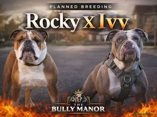 English Bulldog dogs English bulldogs PUPPIES NEBBR REGISTERED - Advert 11