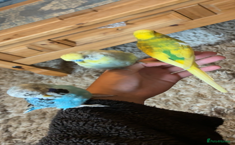 Mixed Breed birds - Advert 3