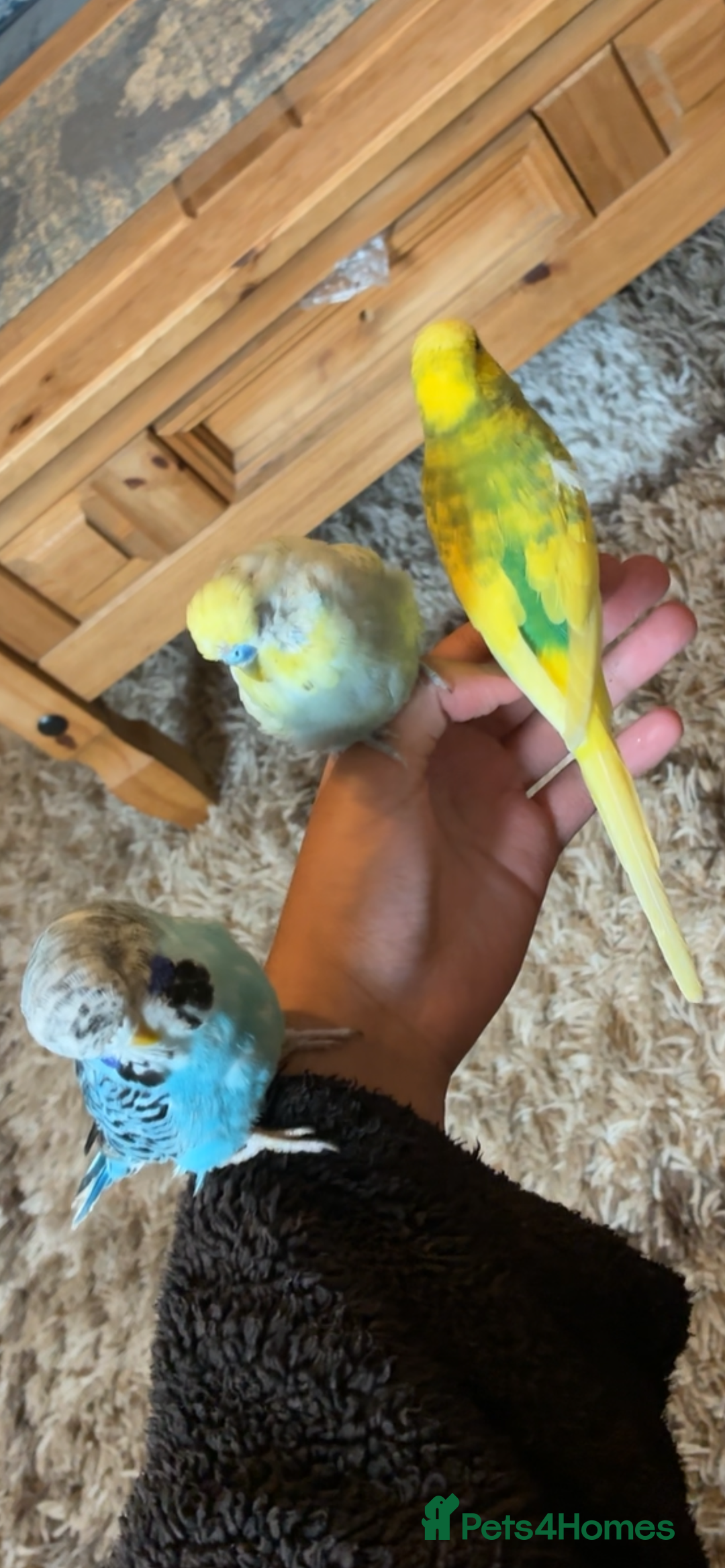 Mixed Breed birds for sale: Cute Birds - Image 1
