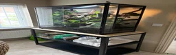 Chameleon reptiles for sale: Panther Chameleon and set up - Advert 6