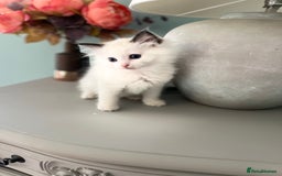 Ragdoll cats for sale: TICA Registered Bicolour boy - Image 7
