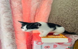 Mixed Breed cats for sale: Beutiful kittens for sale - Image 12