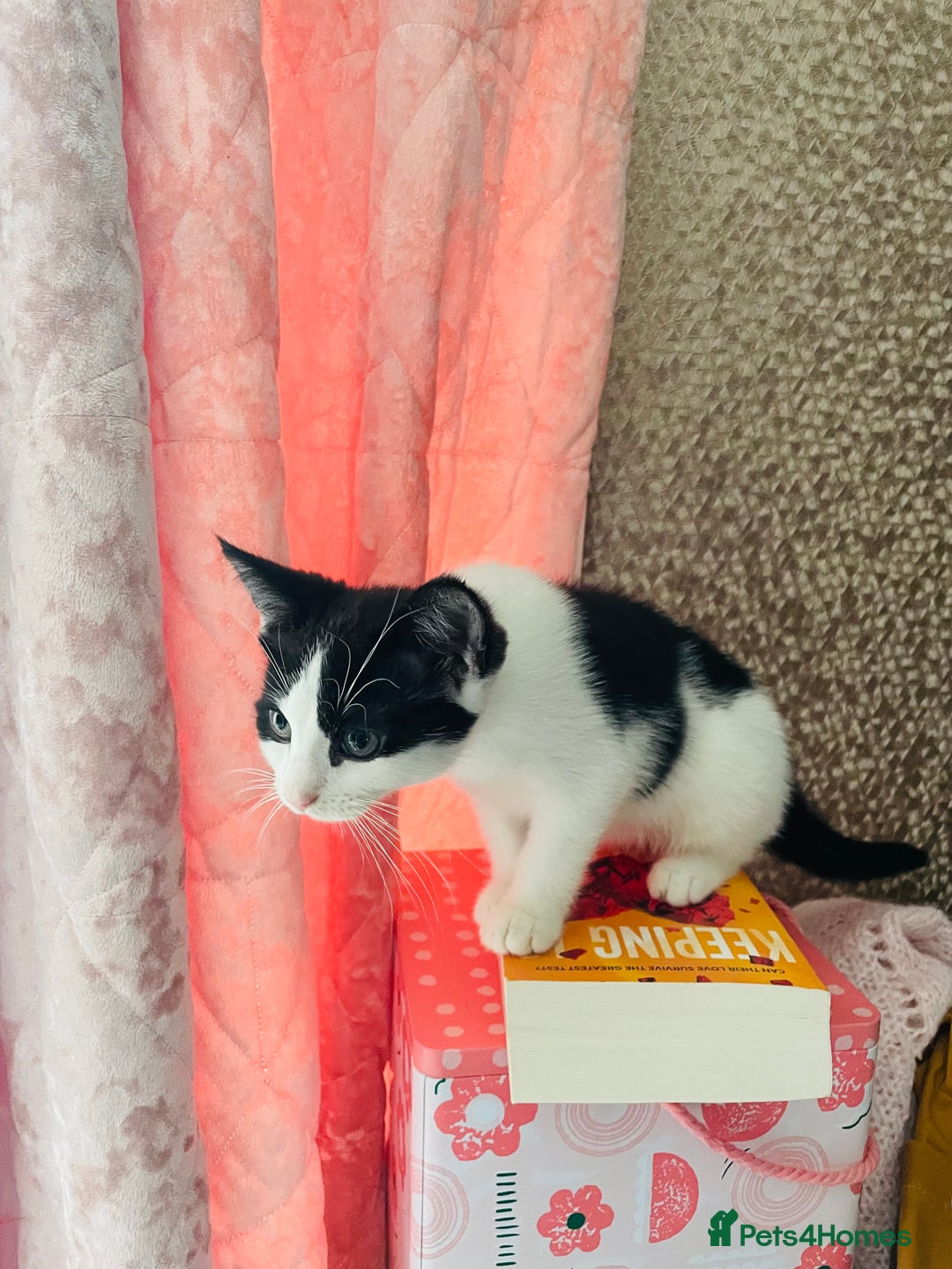 Mixed Breed cats for sale: Beutiful kittens for sale - Image 12