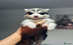 Pomsky dogs for sale: Pomsky Puppy - Image 13