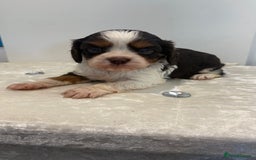 Cavalier King Charles Spaniel dogs for sale: BOYS chocolate cavaliers 🐶🍫 - Image 1