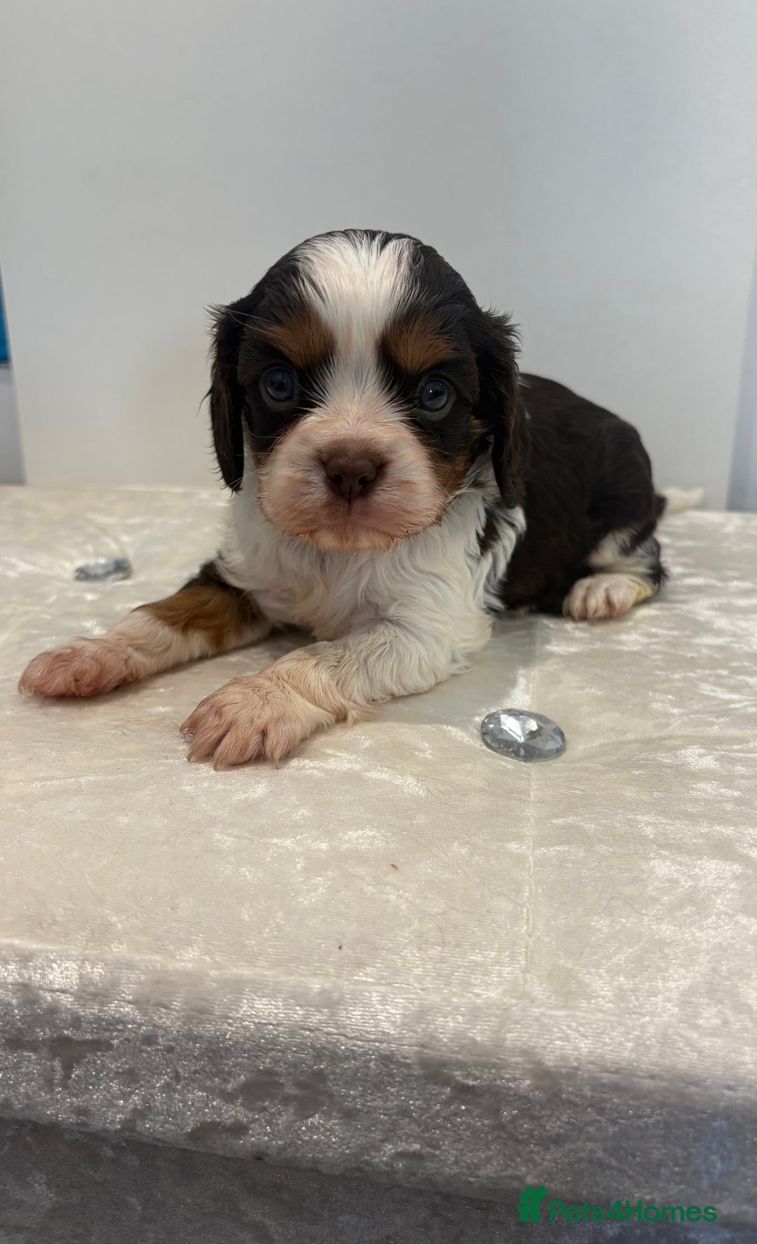 Cavalier King Charles Spaniel dogs for sale: BOYS chocolate cavaliers 🐶🍫 - Image 1