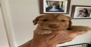 Cocker Spaniel dogs - Advert 15