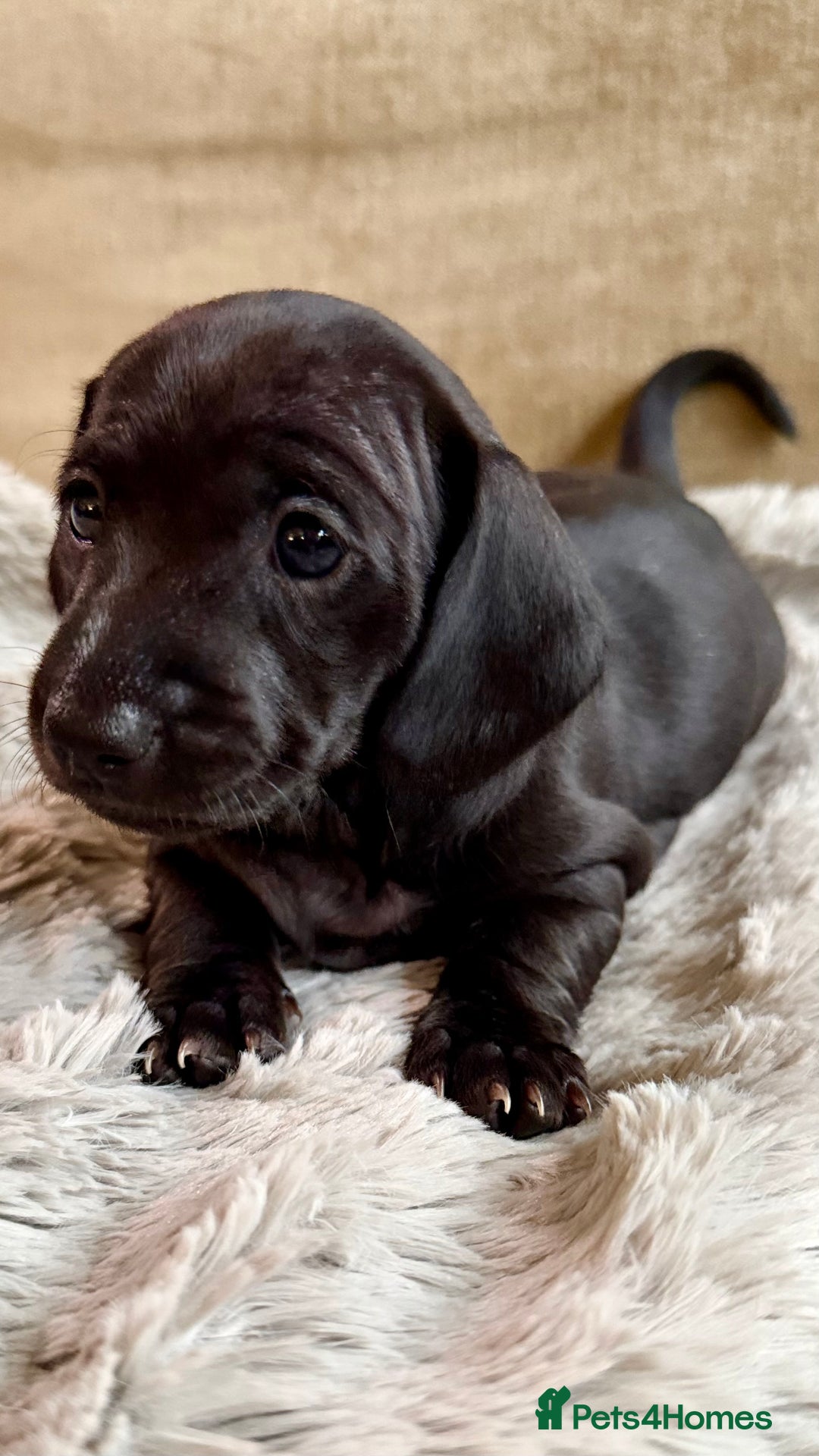 Miniature Dachshund dogs for sale: Rare colour KC registered mini dachshund puppies  - Advert 13