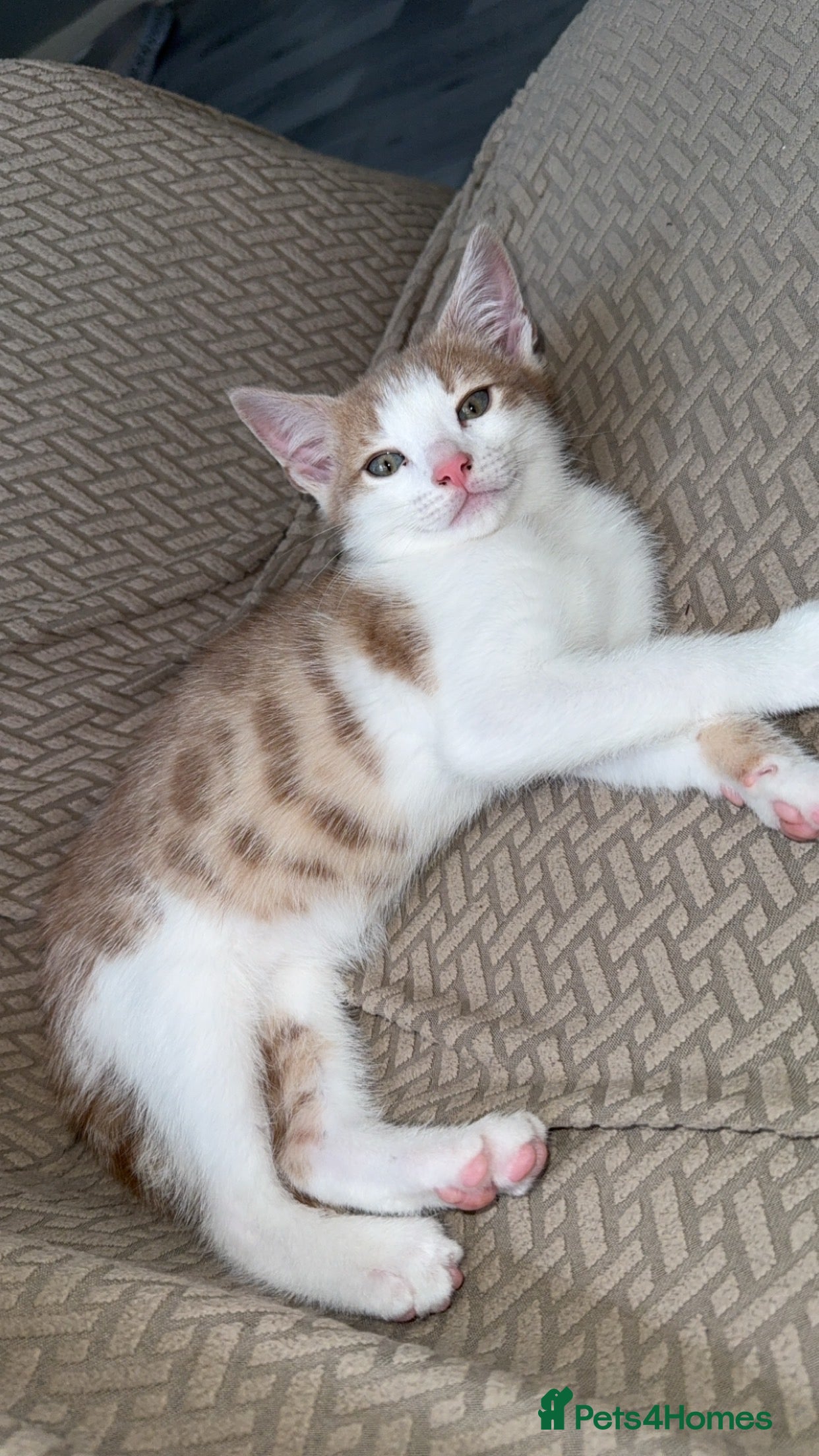 Mixed Breed cats Gorgeous Bengal Cross Boy Kitten - Advert 18