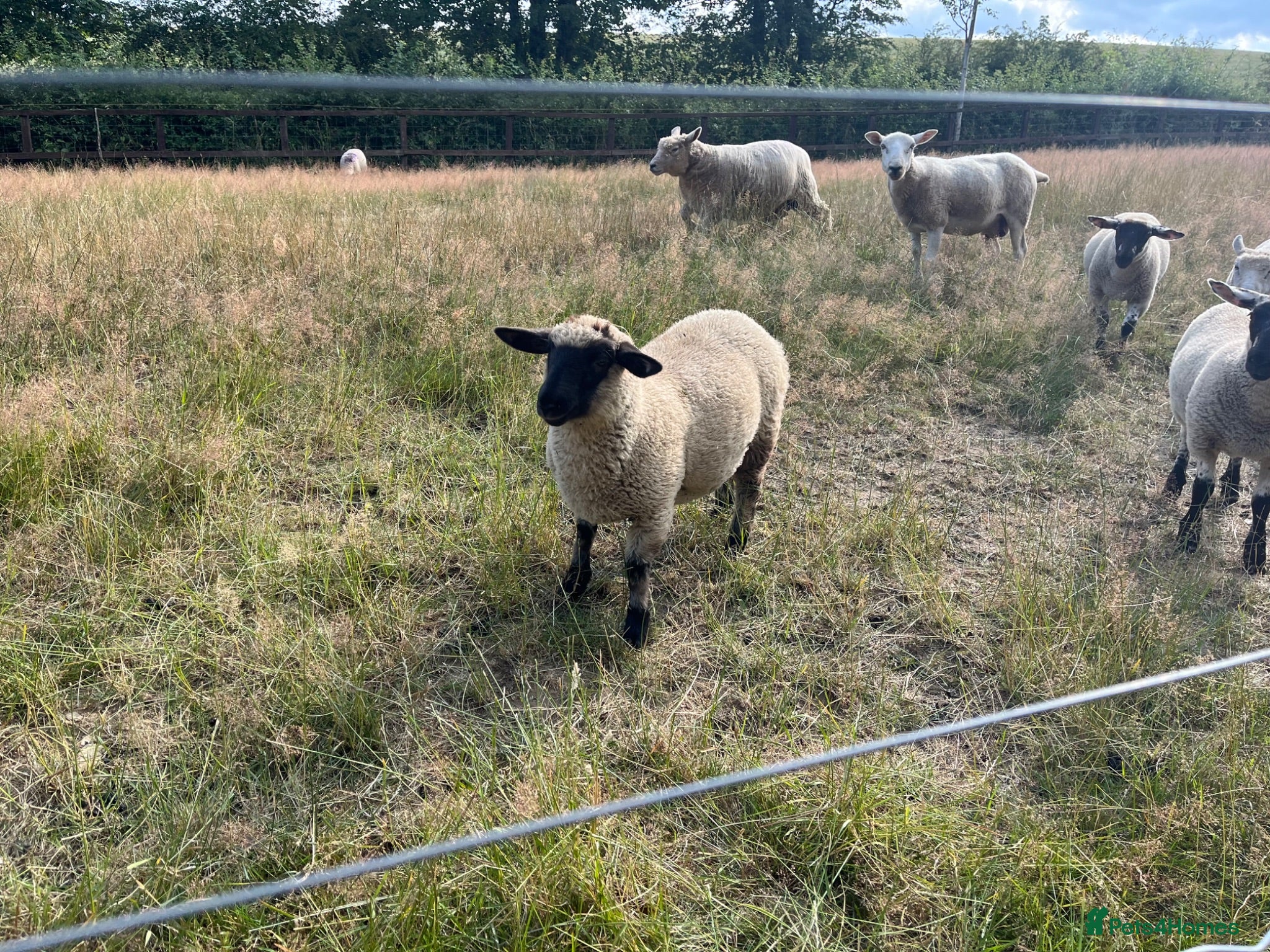 Sheep livestock Pet lambs for sale  - Advert 2