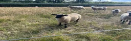 Sheep livestock for sale: Pet lambs for sale  - Advert 1