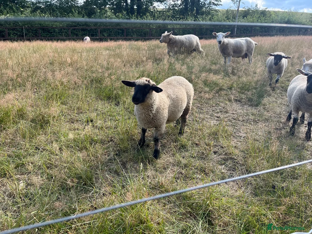 Sheep livestock for sale: Pet lambs for sale  - Advert 1