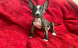 English Bull Terrier dogs for sale: English Bull Terriers  - Image 2