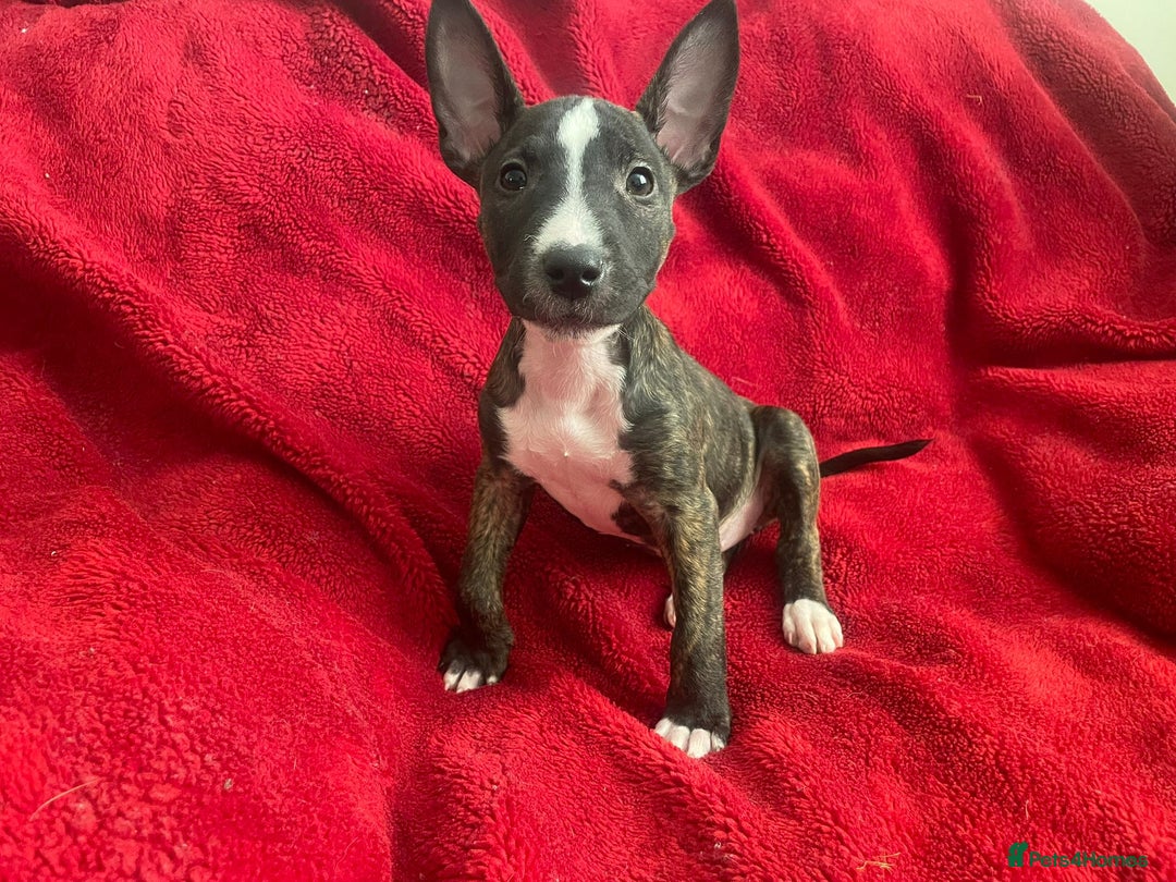 English Bull Terrier dogs for sale: English Bull Terriers  - Image 2
