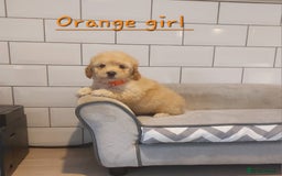 Poochon dogs for sale: Poochon puppies 🥰 - Image 9