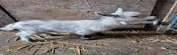 Goats livestock for sale: Stunning pygmy goat kids  - Advert 4