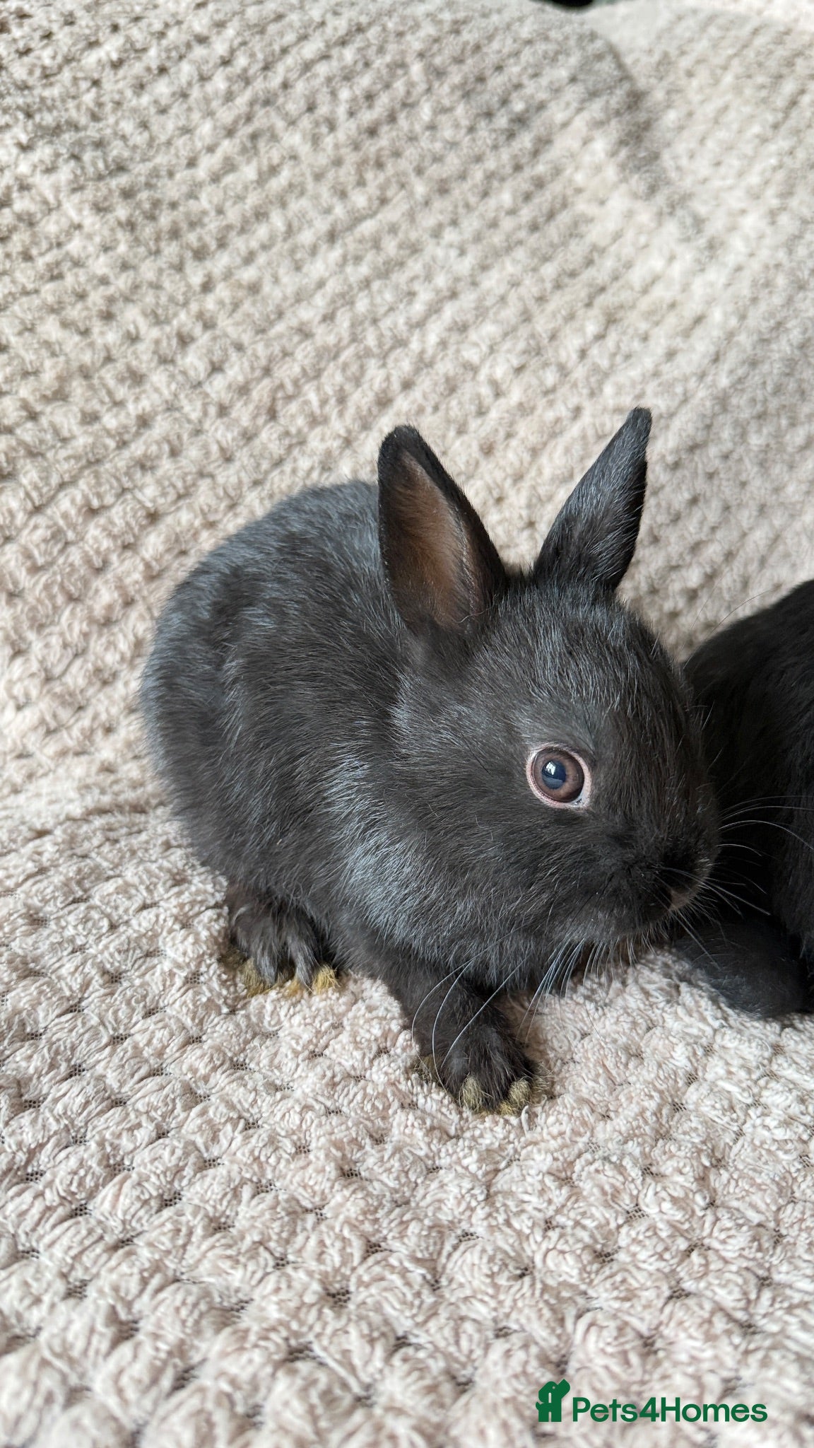 Netherland Dwarf rabbits Dwarf Rabbits - Advert 2