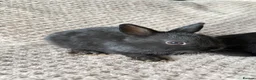 Netherland Dwarf rabbits for sale: Dwarf Rabbits - Advert 2