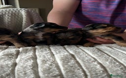 Jackapoo dogs for sale: 🐶🐾 F1 Minature Jackapoos 🐶🐾 - Image 14