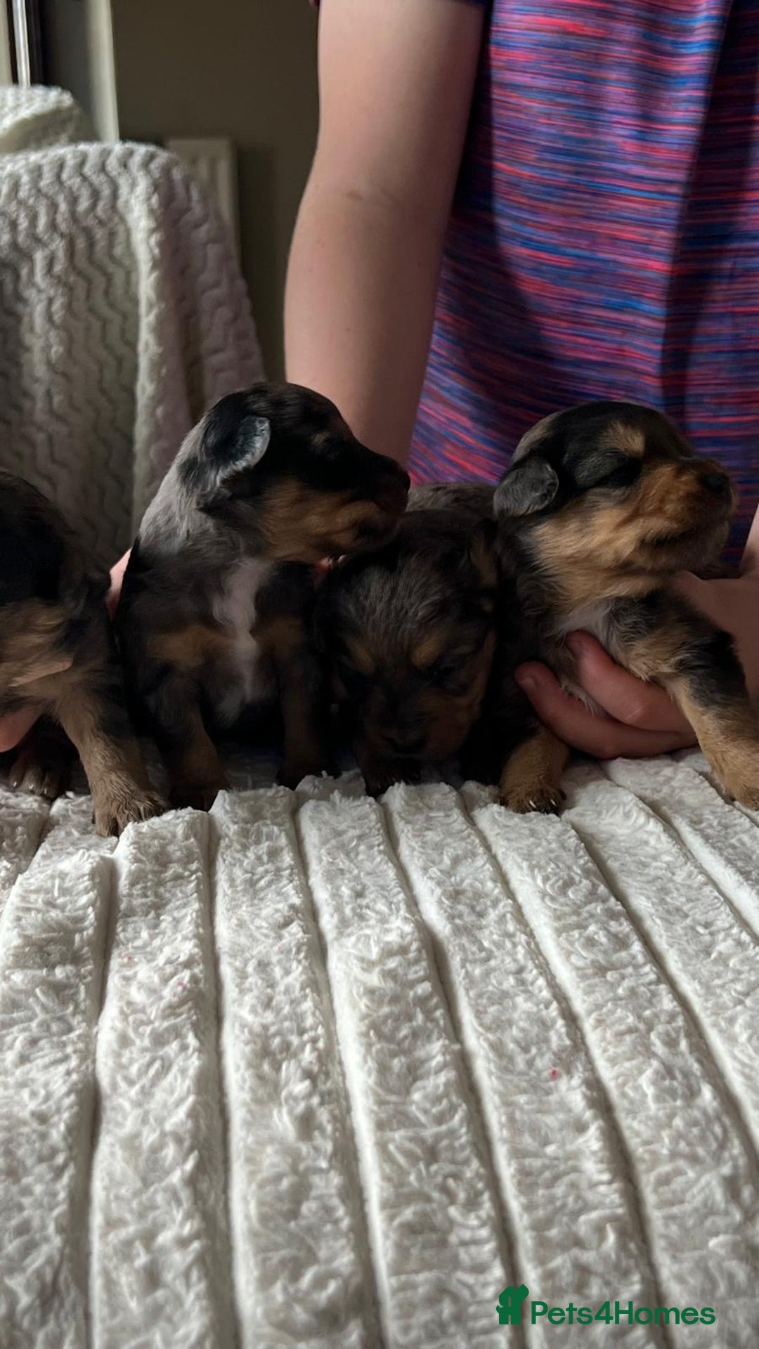 Jackapoo dogs for sale: 🐶🐾 F1 Minature Jackapoos 🐶🐾 - Image 14
