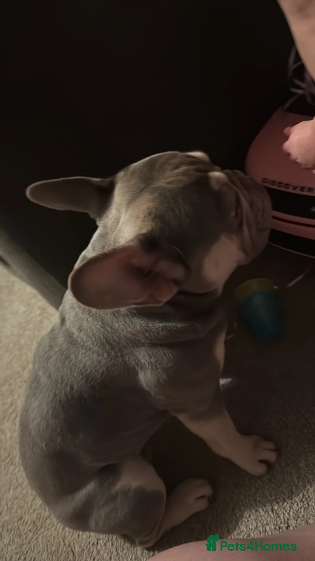 French Bulldog dogs for stud: Mr blue boy  - Advert 2