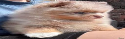 Pomeranian dogs for sale: Pomeranian puppys ready now  in Glasgow - Advert 3