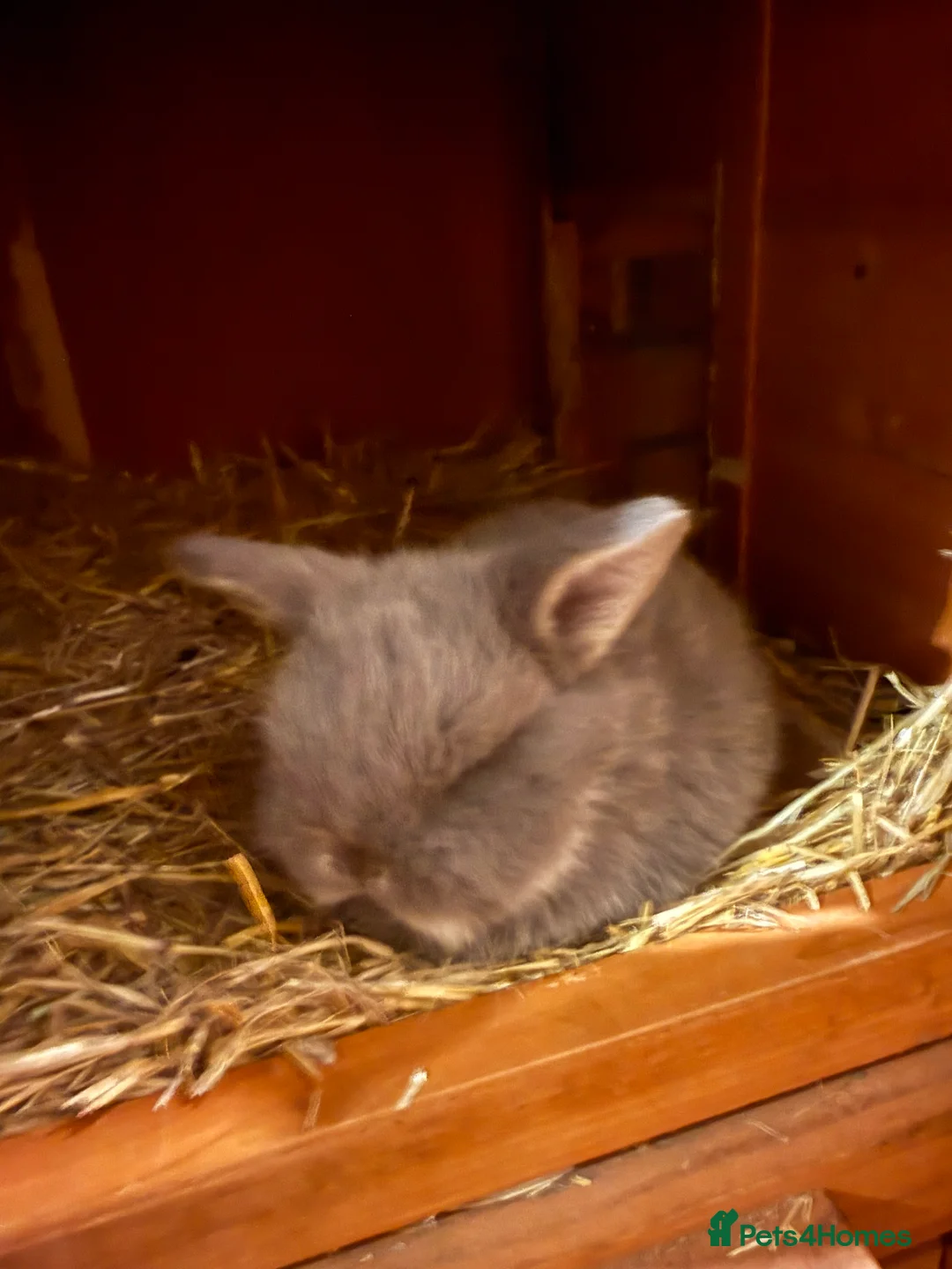 French Lop rabbits for sale: Male and female - Advert 3