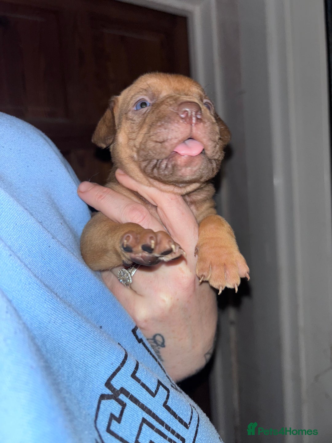 Mixed Breed dogs for sale: Cane Corso and Dogue de Bordeaux - Image 9