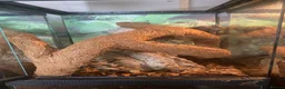 Gecko reptiles for sale: Golden gecko  in Cleator Moor - Advert 2
