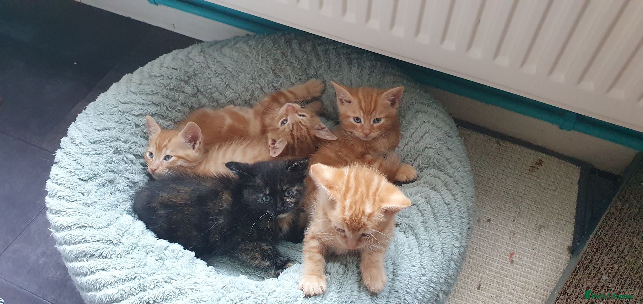 Mixed Breed cats Beautiful Kittens 4 Males, 1 FemaleBorn 4th June - Advert 18