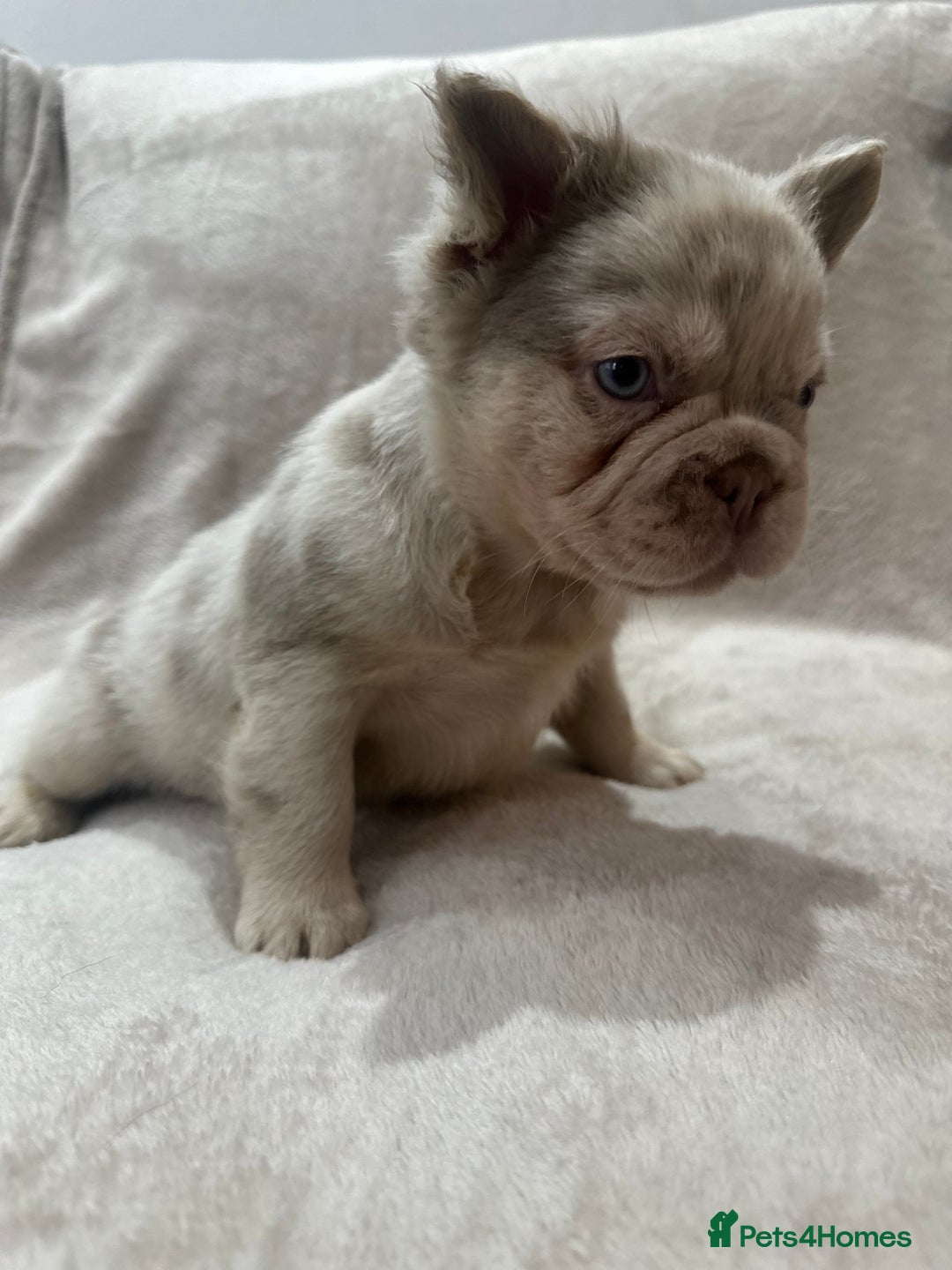 French Bulldog dogs for sale: RARE FLUFFY FRENCHIES! LAST 3 LEFT!!!! - Advert 16