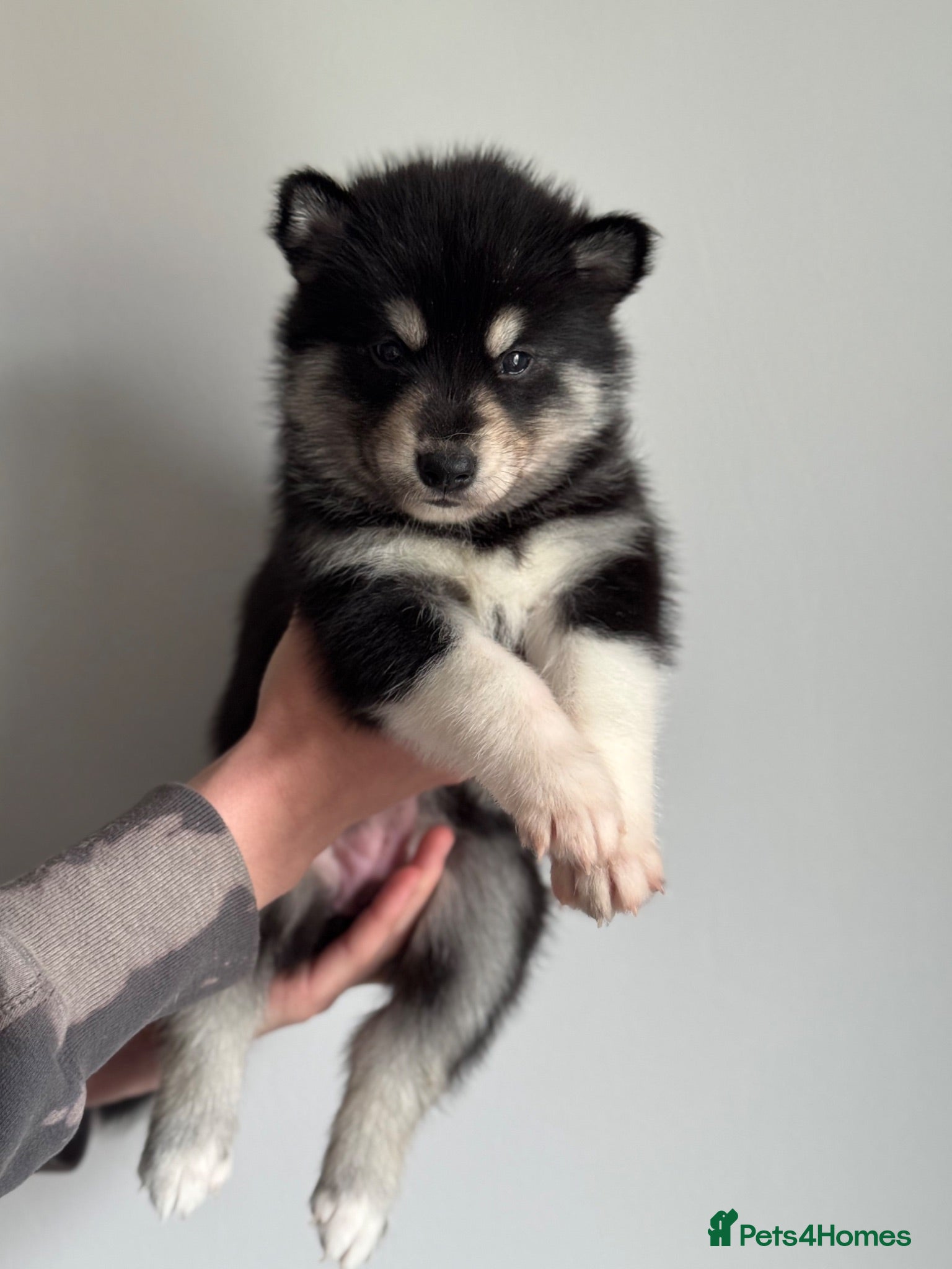 Siberian Husky dogs Carefully-raised northern breed companions - Advert 1
