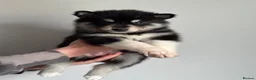 Siberian Husky dogs for sale: Carefully-raised northern breed companions - Advert 1