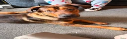 Mixed Breed dogs for sale: Tyson - Advert 1
