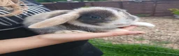 Mini Lop rabbits for sale: Mini lop boys - Advert 12