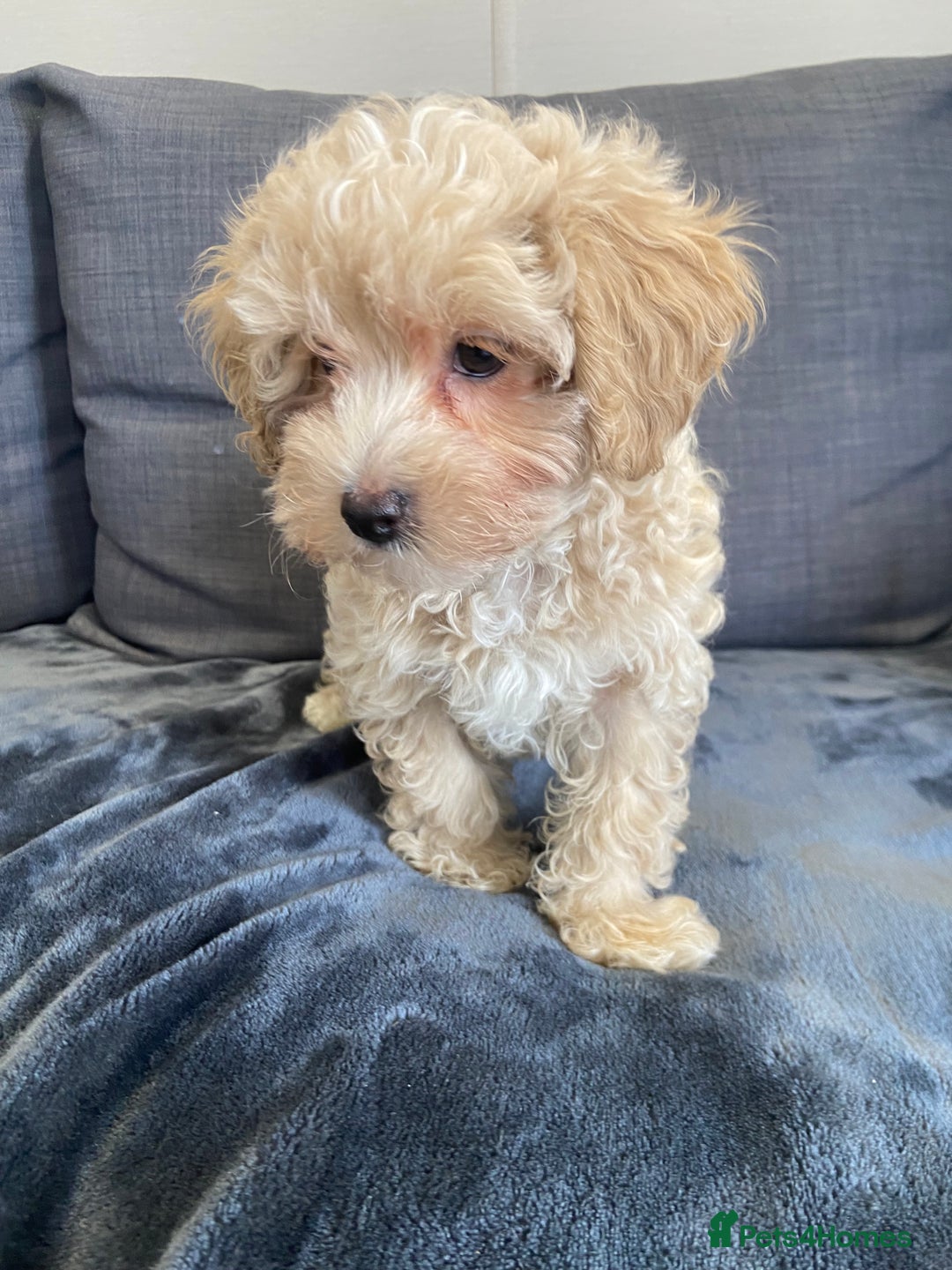 Maltipoo dogs for sale: 10 weeks old, health tested F1 Maltipoo babies  - Image 10