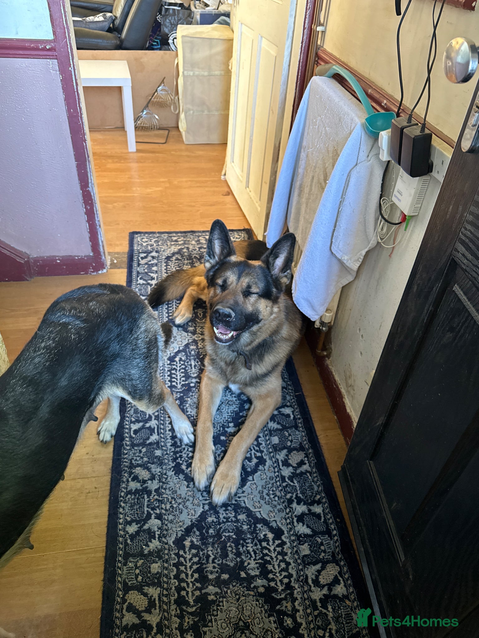 German Shepherd dogs Mr j shilling - Advert 5