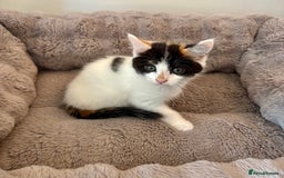 Mixed Breed cats for sale: White and tabby/white and black kittens - Image 7