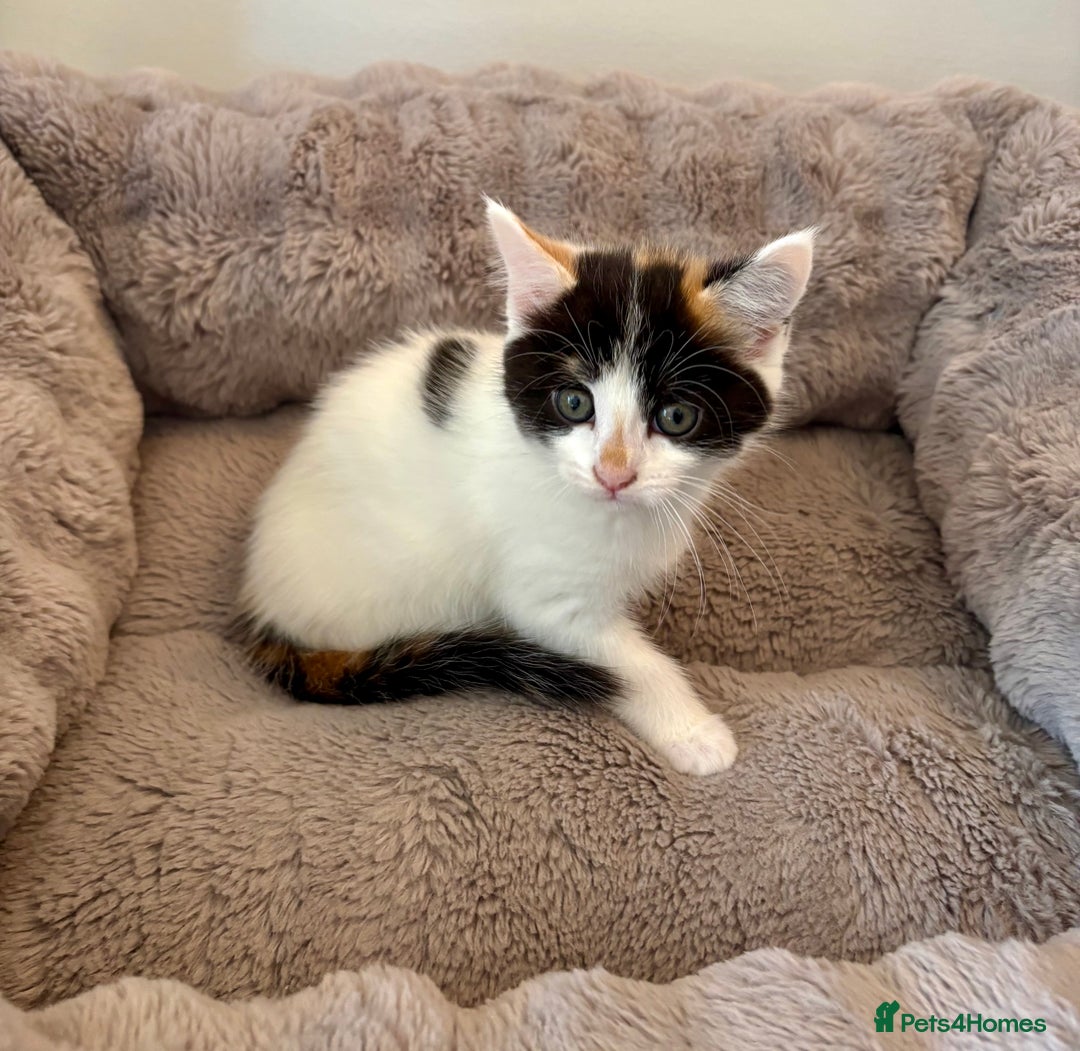 Mixed Breed cats for sale: White and tabby/white and black kittens - Image 7