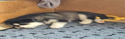 Siberian Husky dogs for sale: Beautiful Siberian Husky pups - Advert 23
