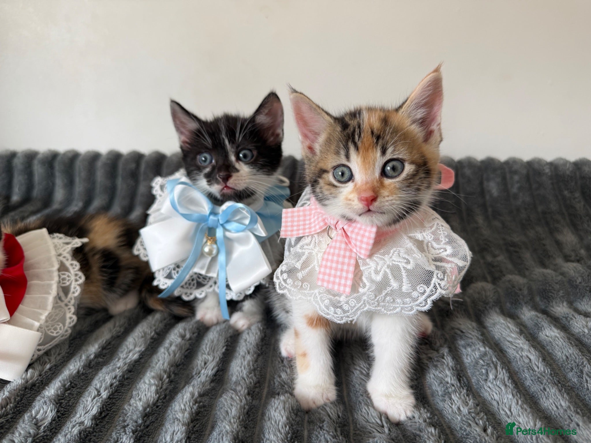 Mixed Breed cats Ready for their new homes today! - Advert 1
